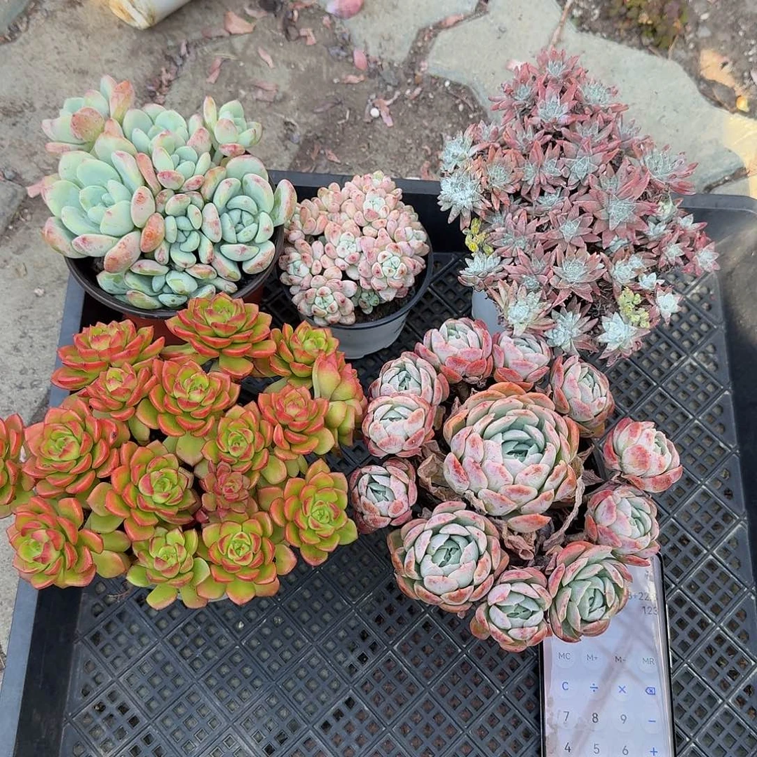 五颗多肉➕一颗惊喜多肉植物