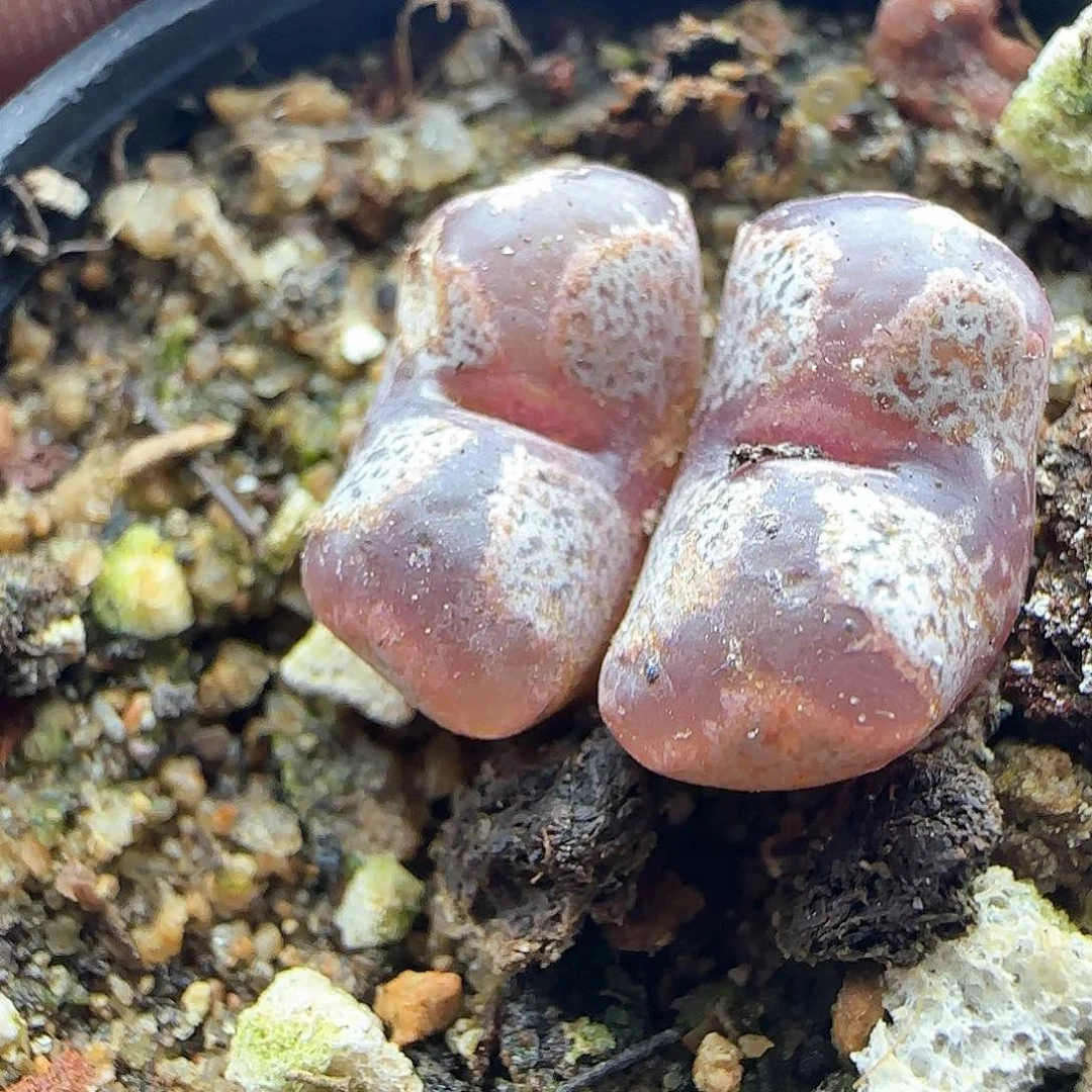 大年初三快乐23274