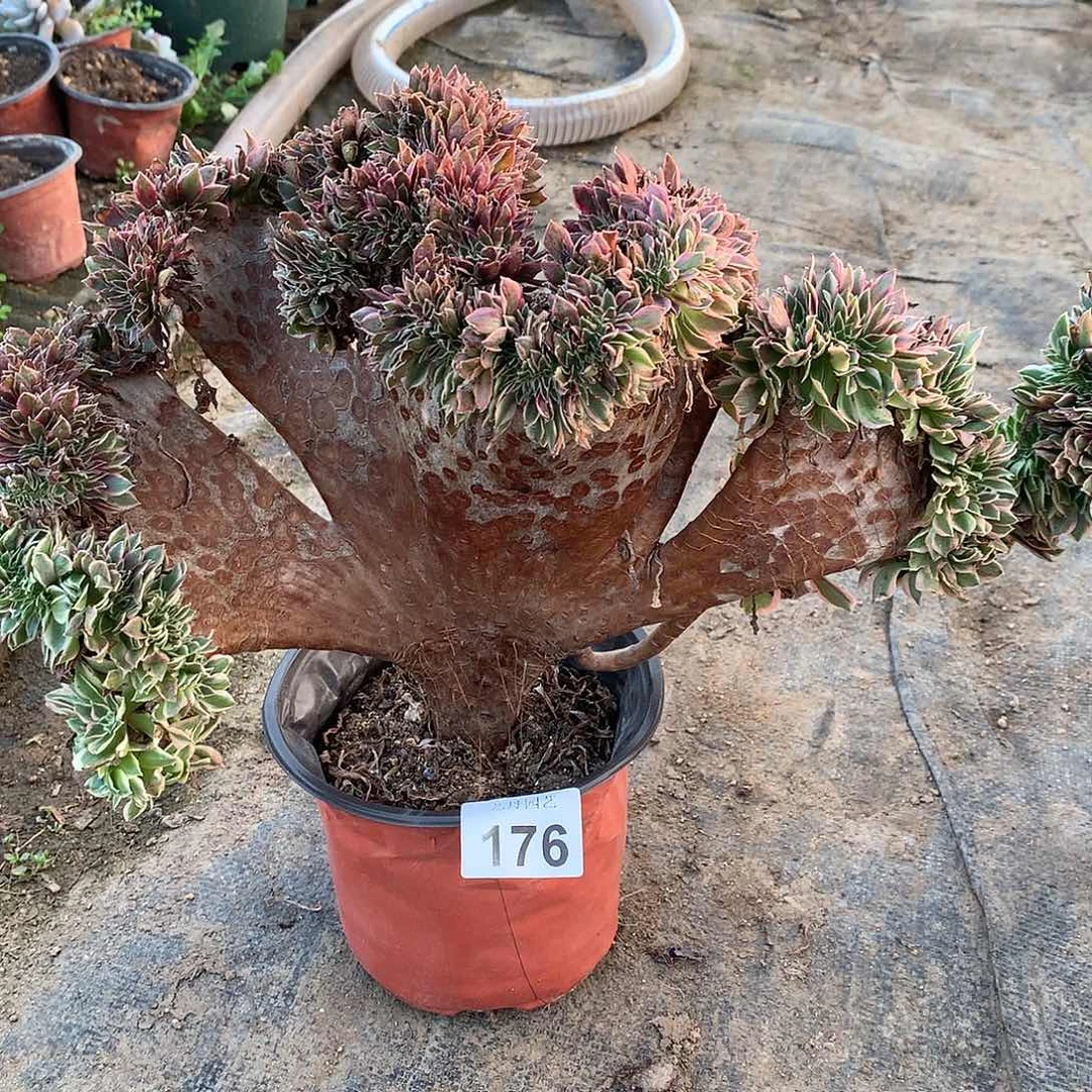 176女神缀化缀化