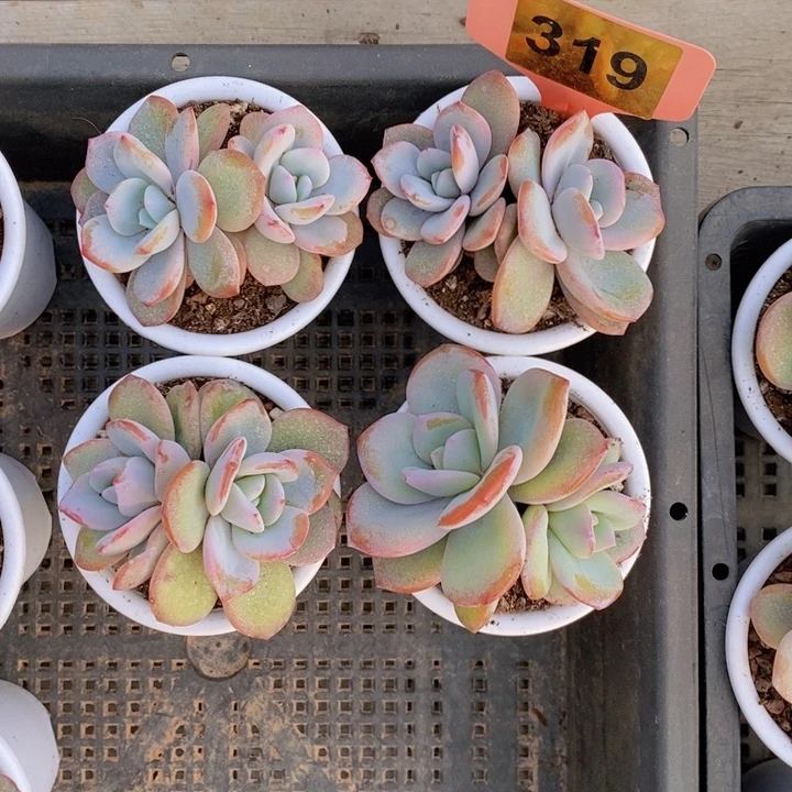 319号韩版奶茶4颗一组