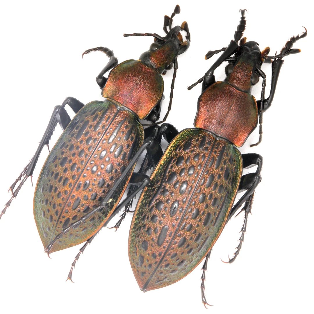 超大红步甲2只，仅A2触角，体长32毫米，昆虫标本，甲虫标本