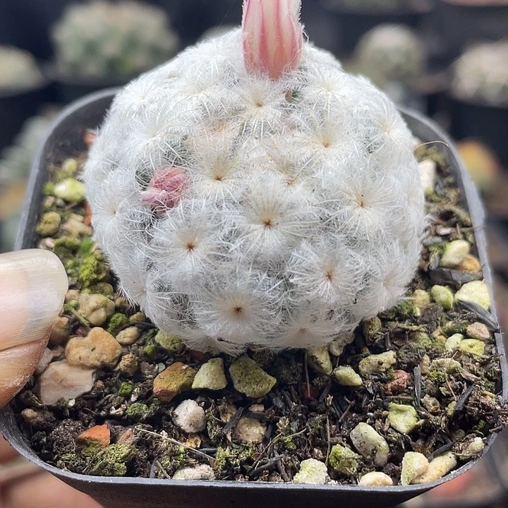 自根佛头白星降落伞一颗包邮