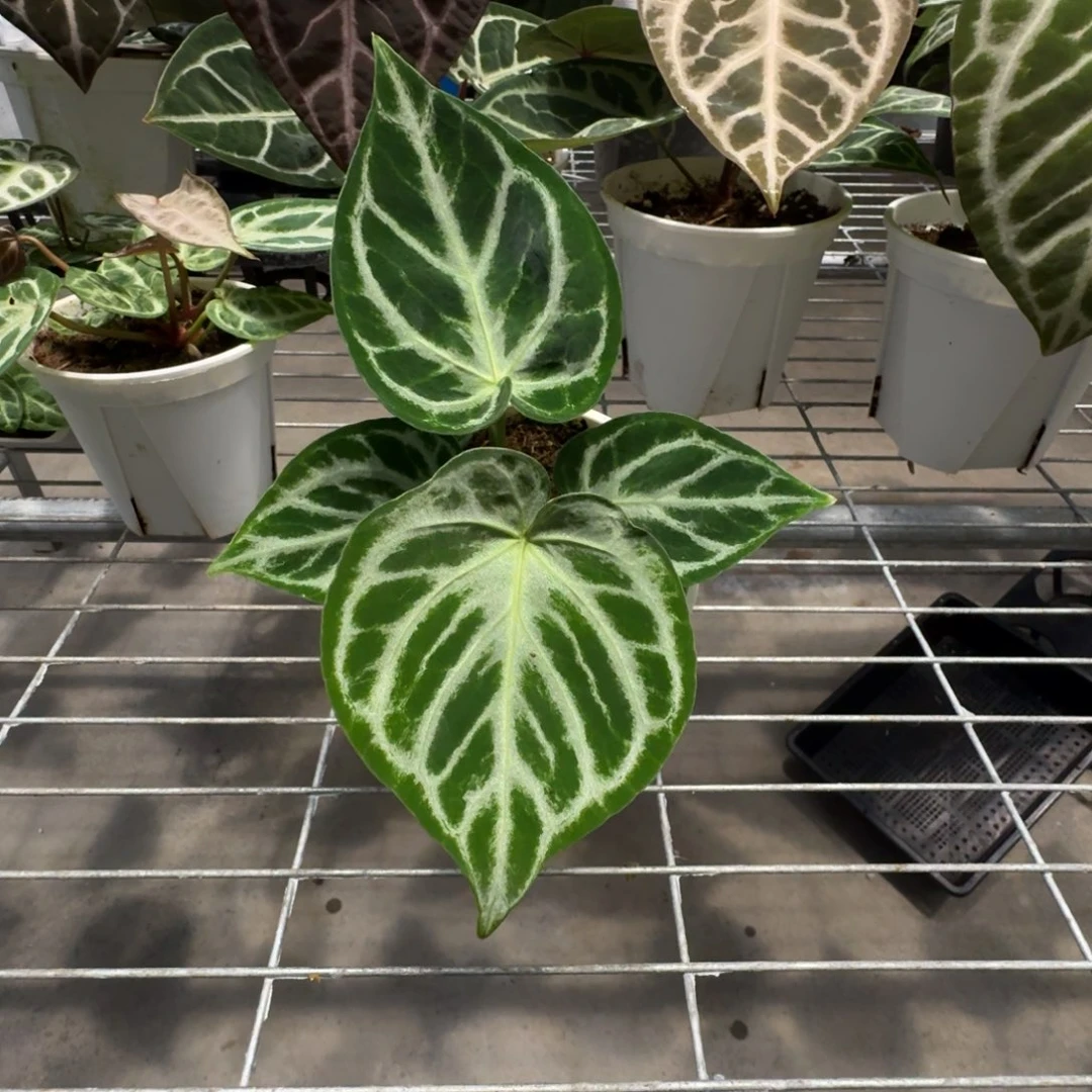 不开花植物铜锣烧籽播