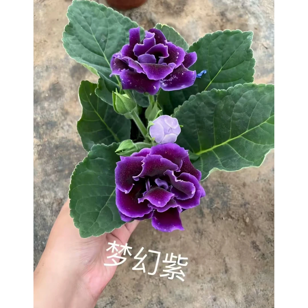 【新疆包邮】大岩桐花苗富贵芙蓉花卉室内观赏盆栽带花苞四季开花