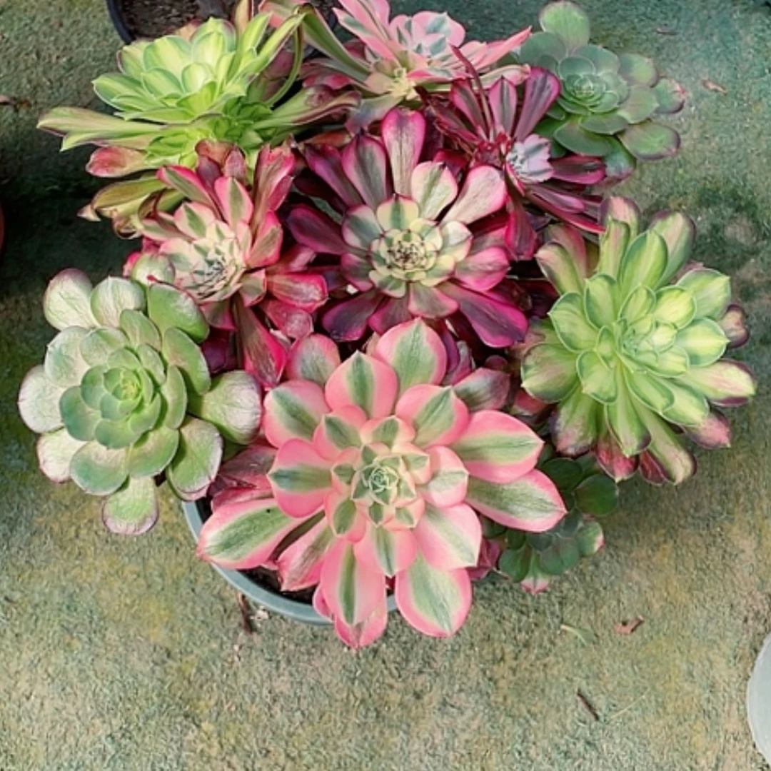 【闪购商品】法师好看也好养