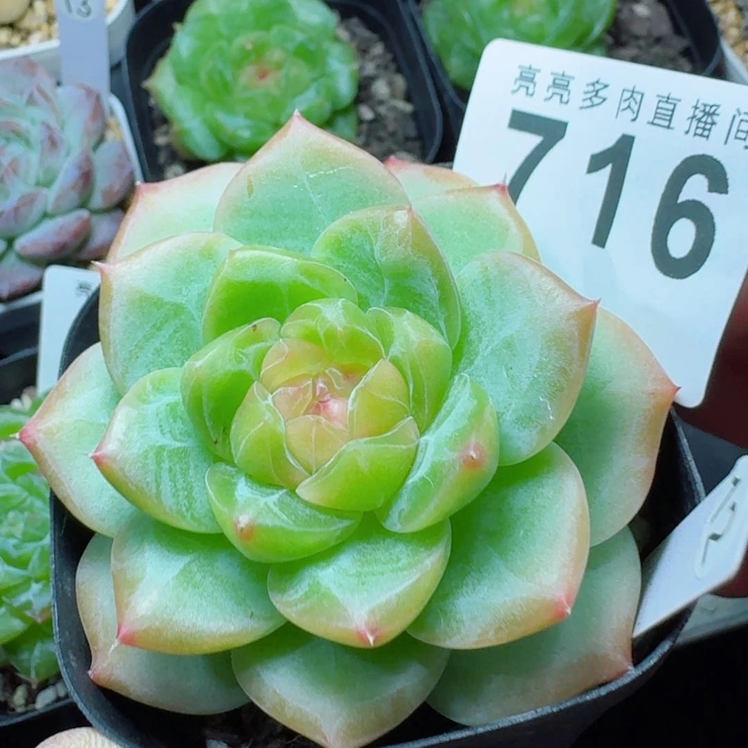 母本珍妮            精美多肉植物