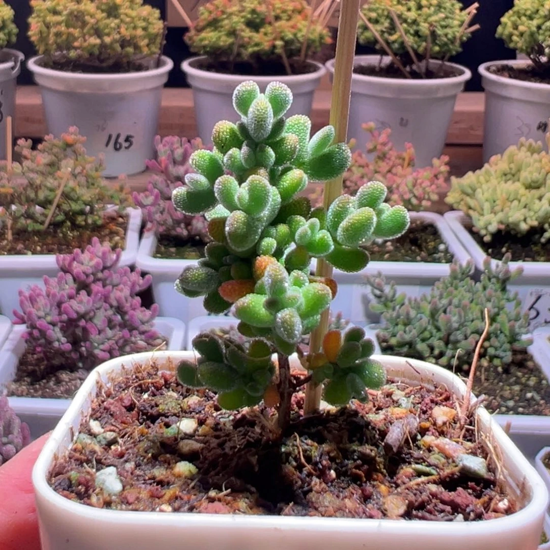 105薄荷莱斯一物一拍包开箱