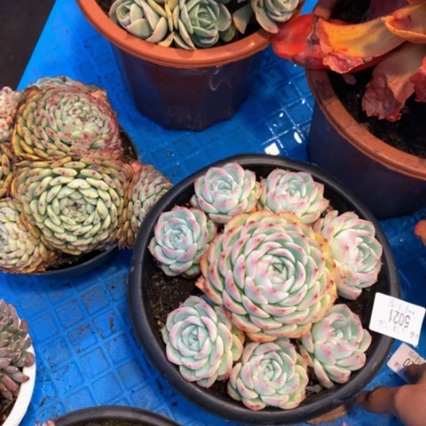 周*5021水晶玫瑰多肉