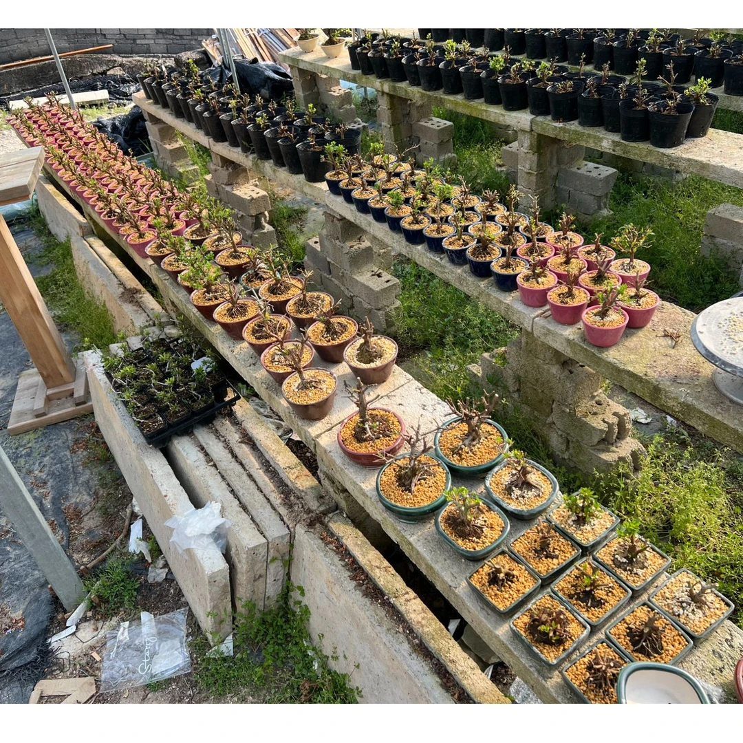 2号直播皋月素材（顺丰包邮）