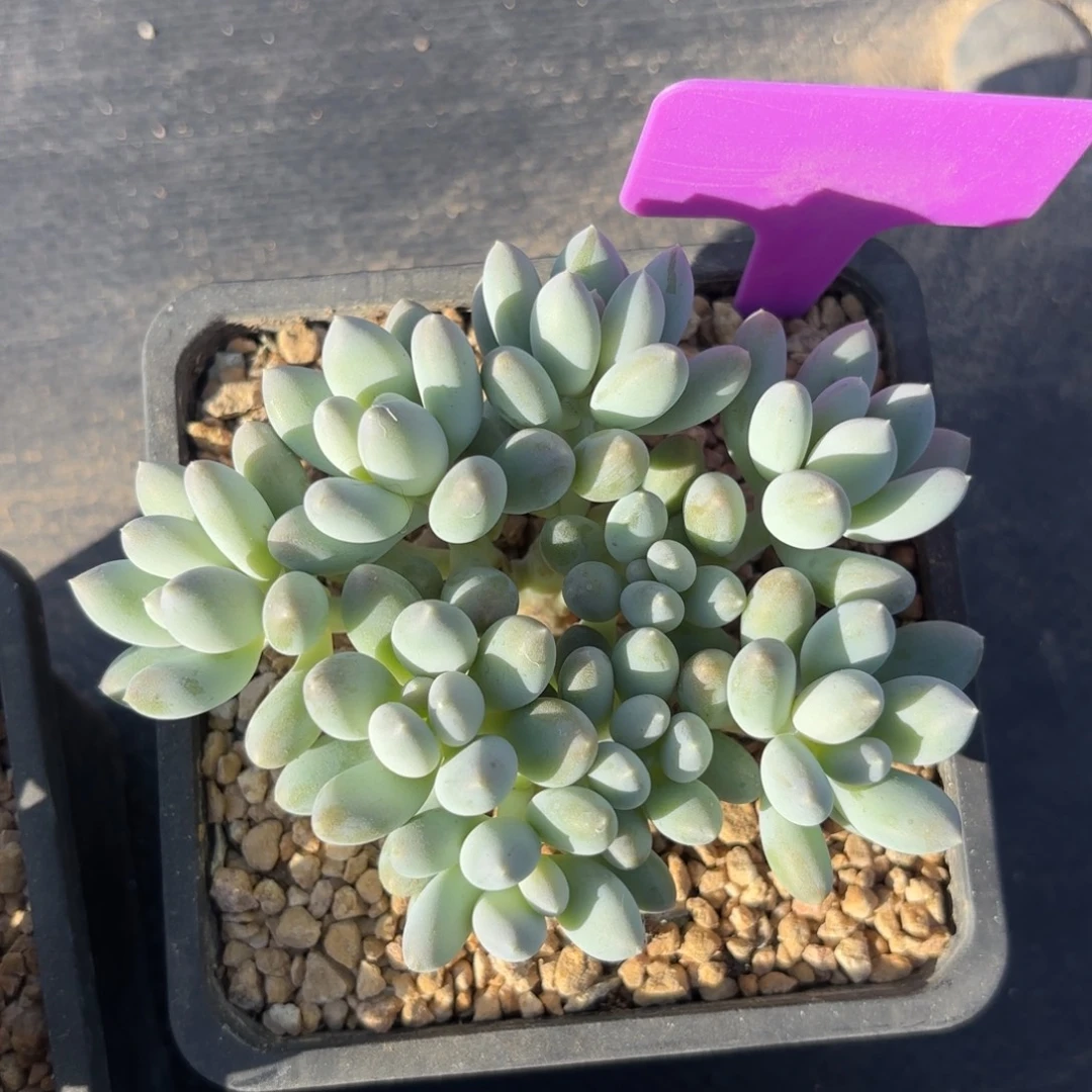 无花朵日月星辰1111111
