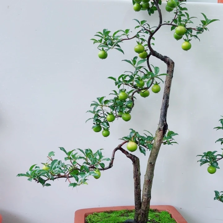 无花朵宁**远金弹子盆景树