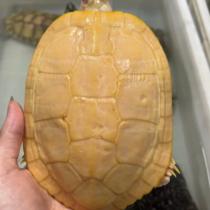 母绿毛龟17.5厘米白巴公