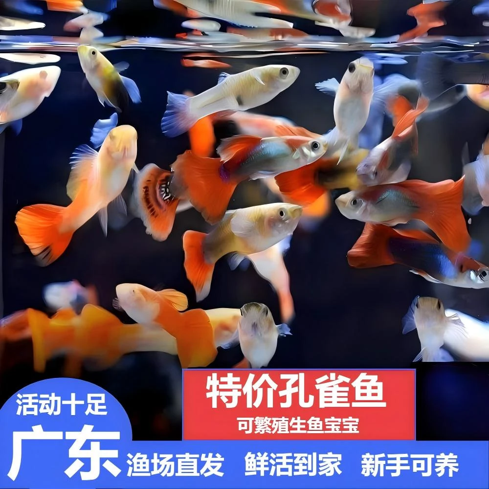 孔雀鱼小型观赏鱼热带淡水好养耐活适合练手