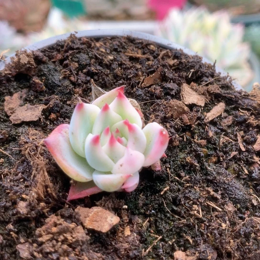 008锦锦锦锦锦锦锦