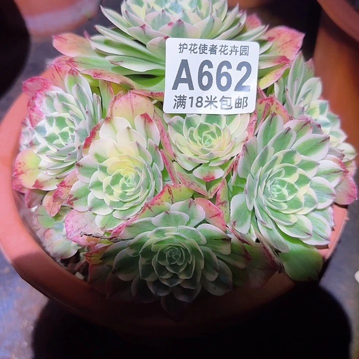 多肉法师伊丽莎白