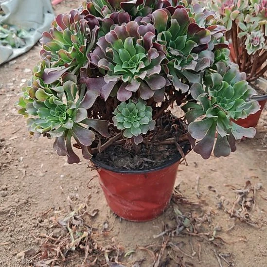 欧紫法师加急发货39