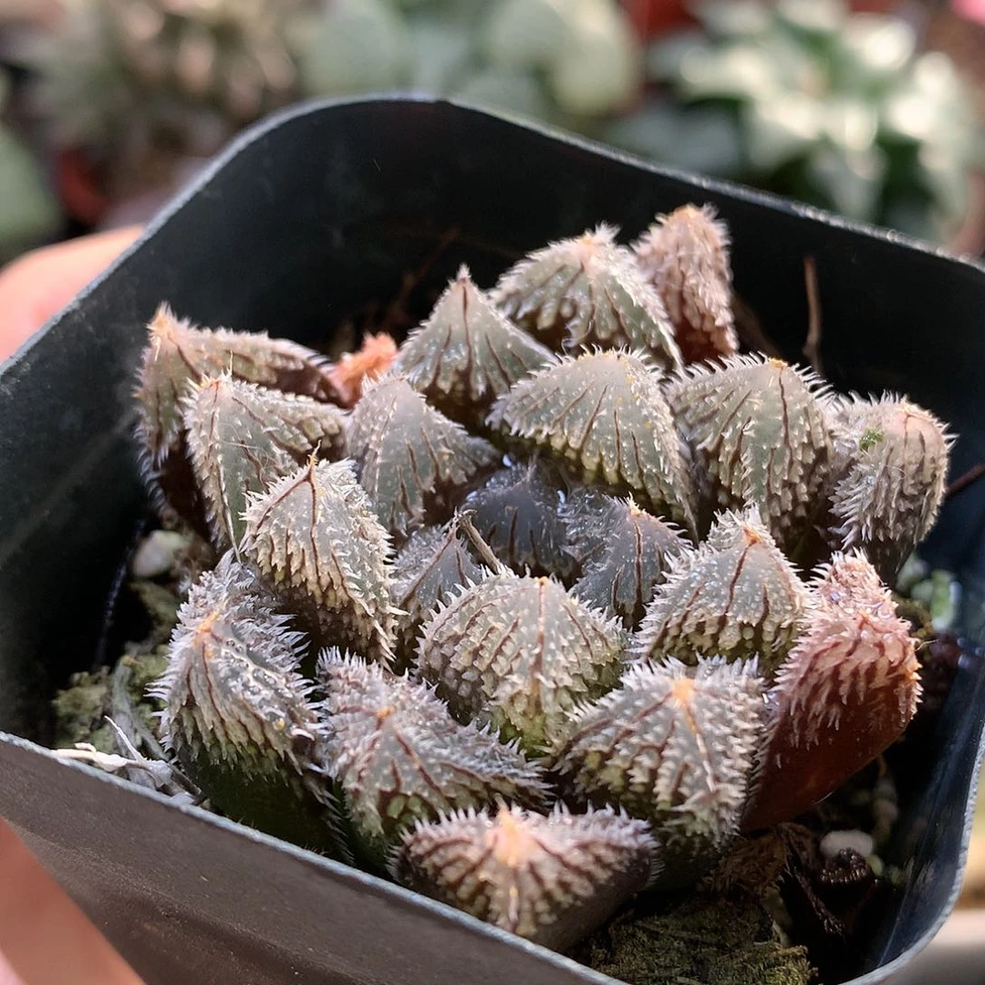 狼株玉露带盆土发货tok