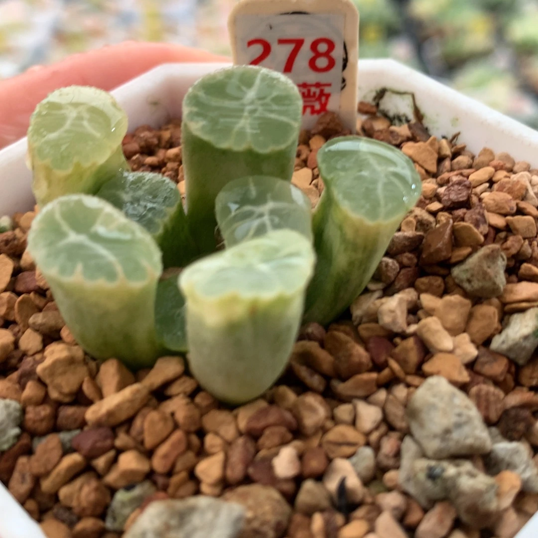 以实际为准278万象锦