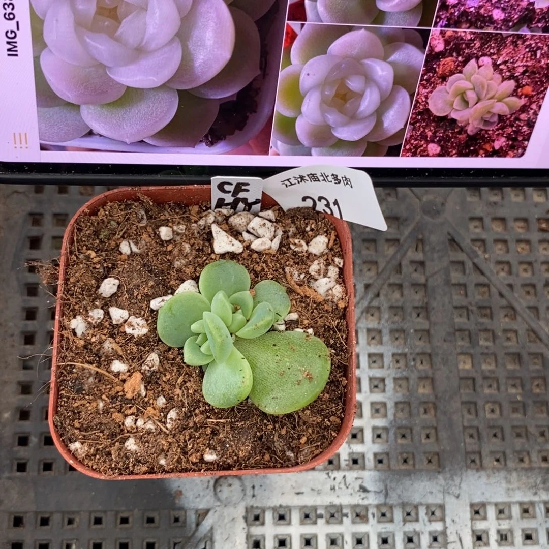 标签231白透财富一个多肉