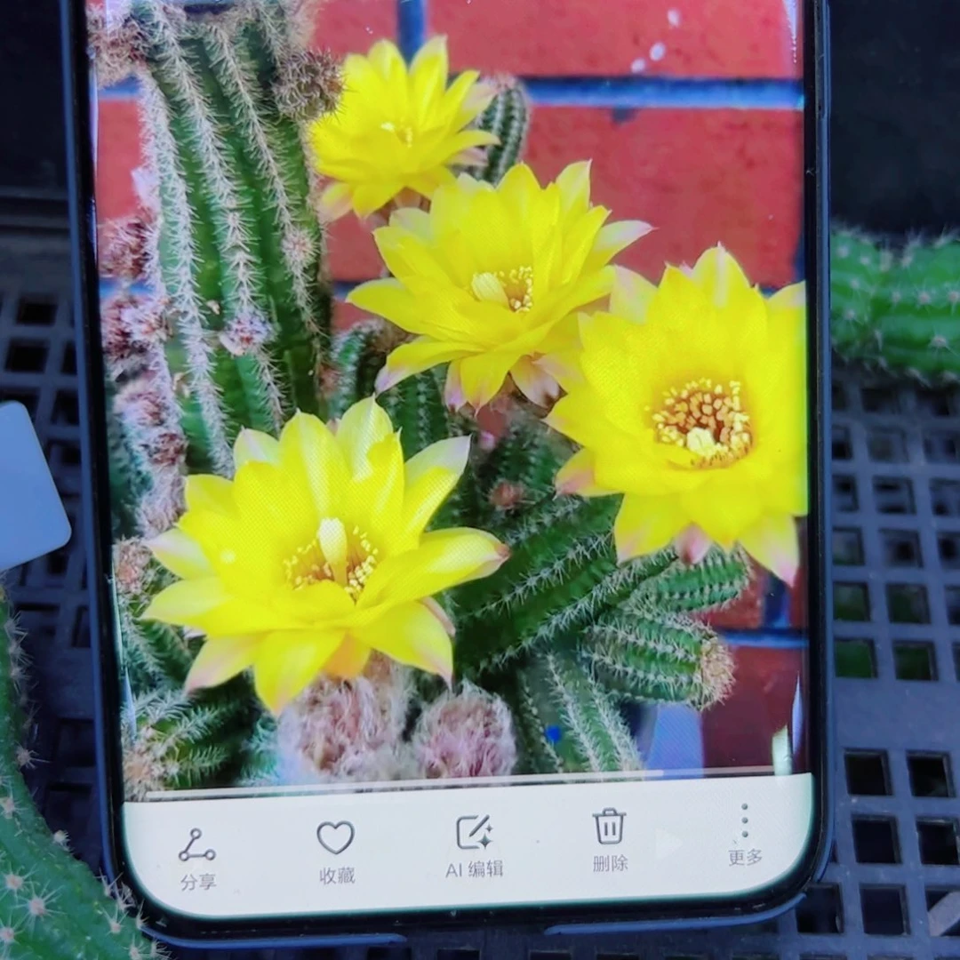 下39白檀普拉3个无根小侧芽20包邮