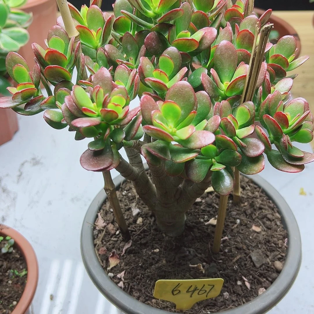 无***₃稀有糖果带土球发货6467