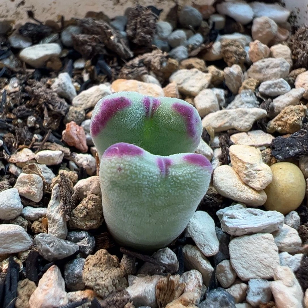 524多肉植物种类多样