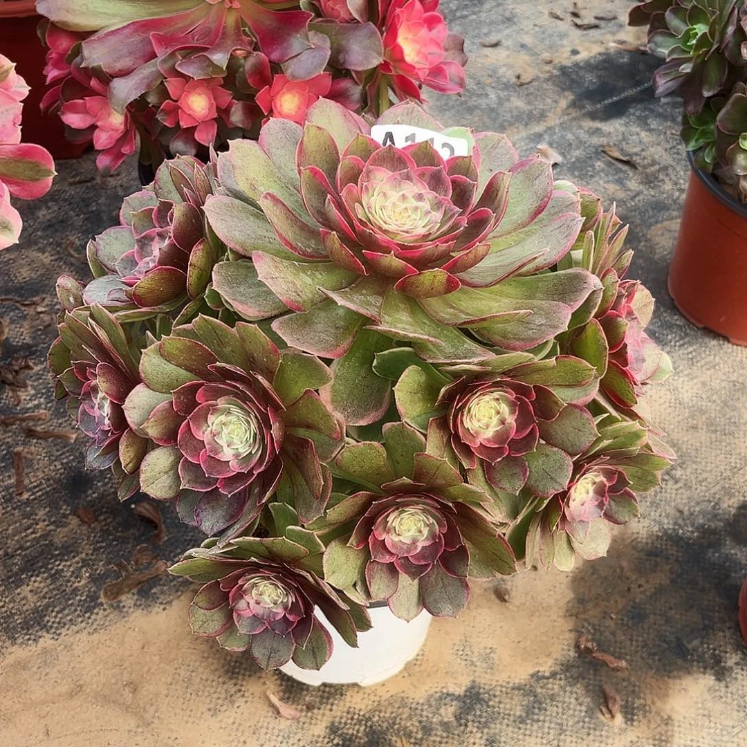 多肉植物粉花妖112多肉