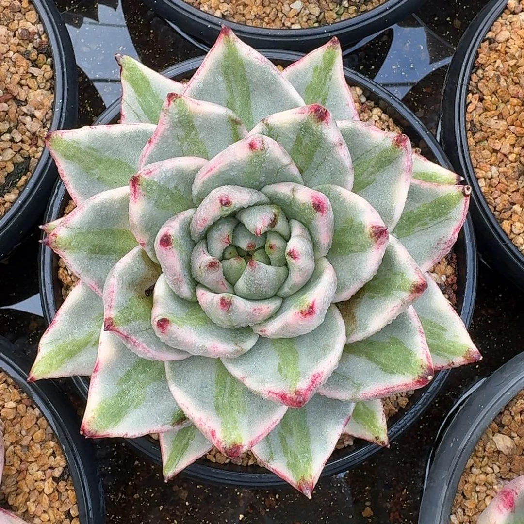 从前慢多肉编号玛利亚锦