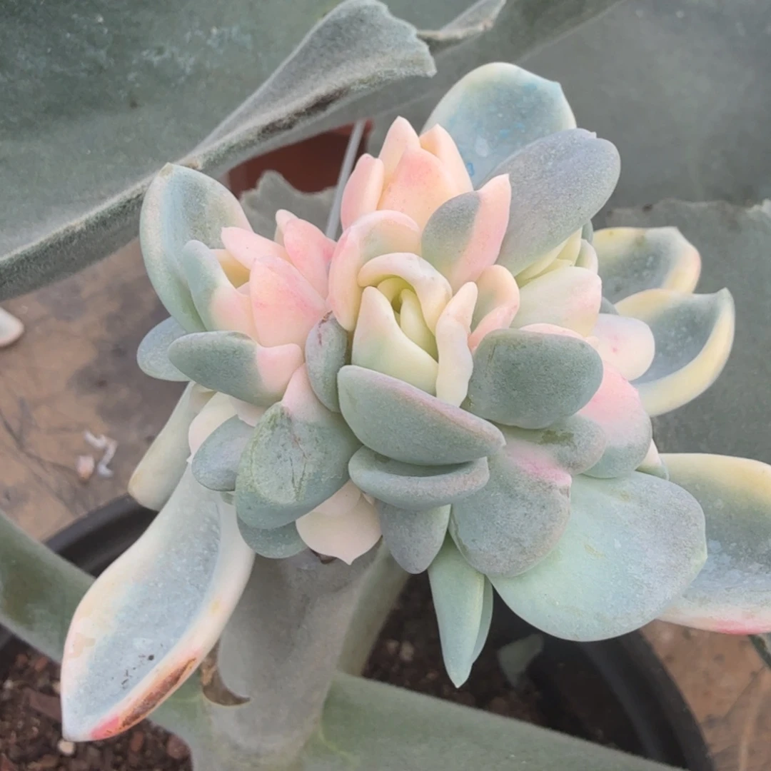 一颗没靠近朵朵缀化