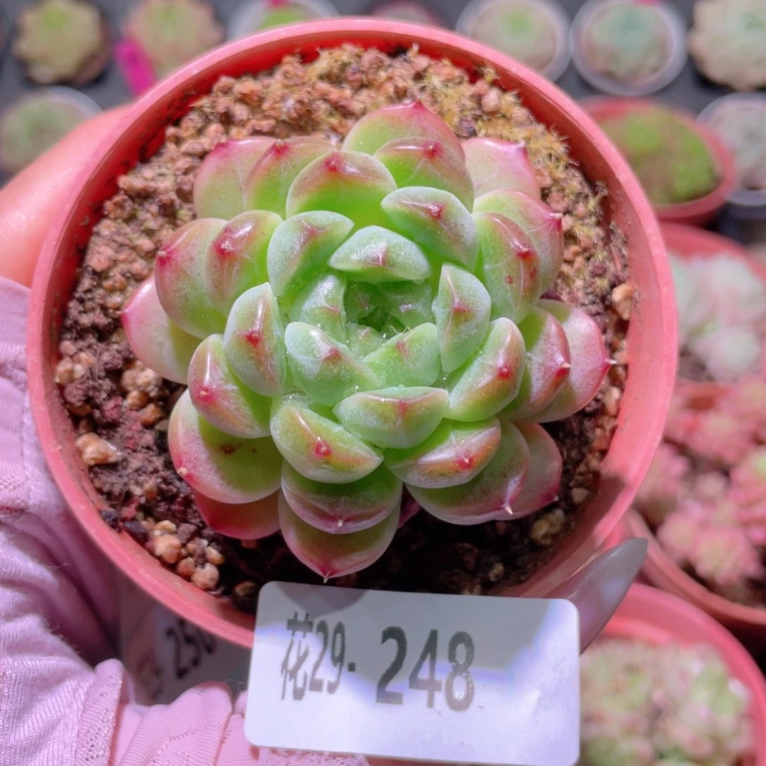 花利美29-248新品