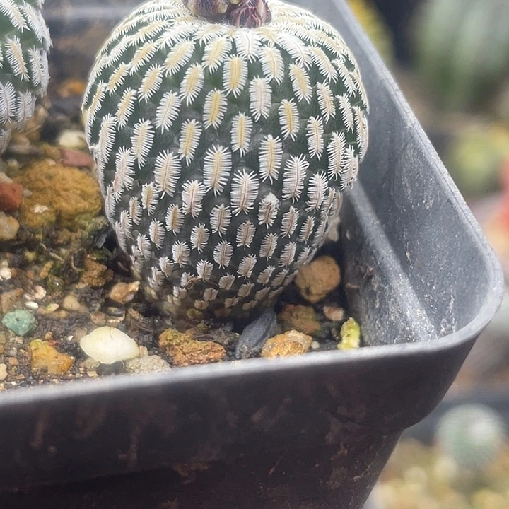 实生精巧殿一颗包邮