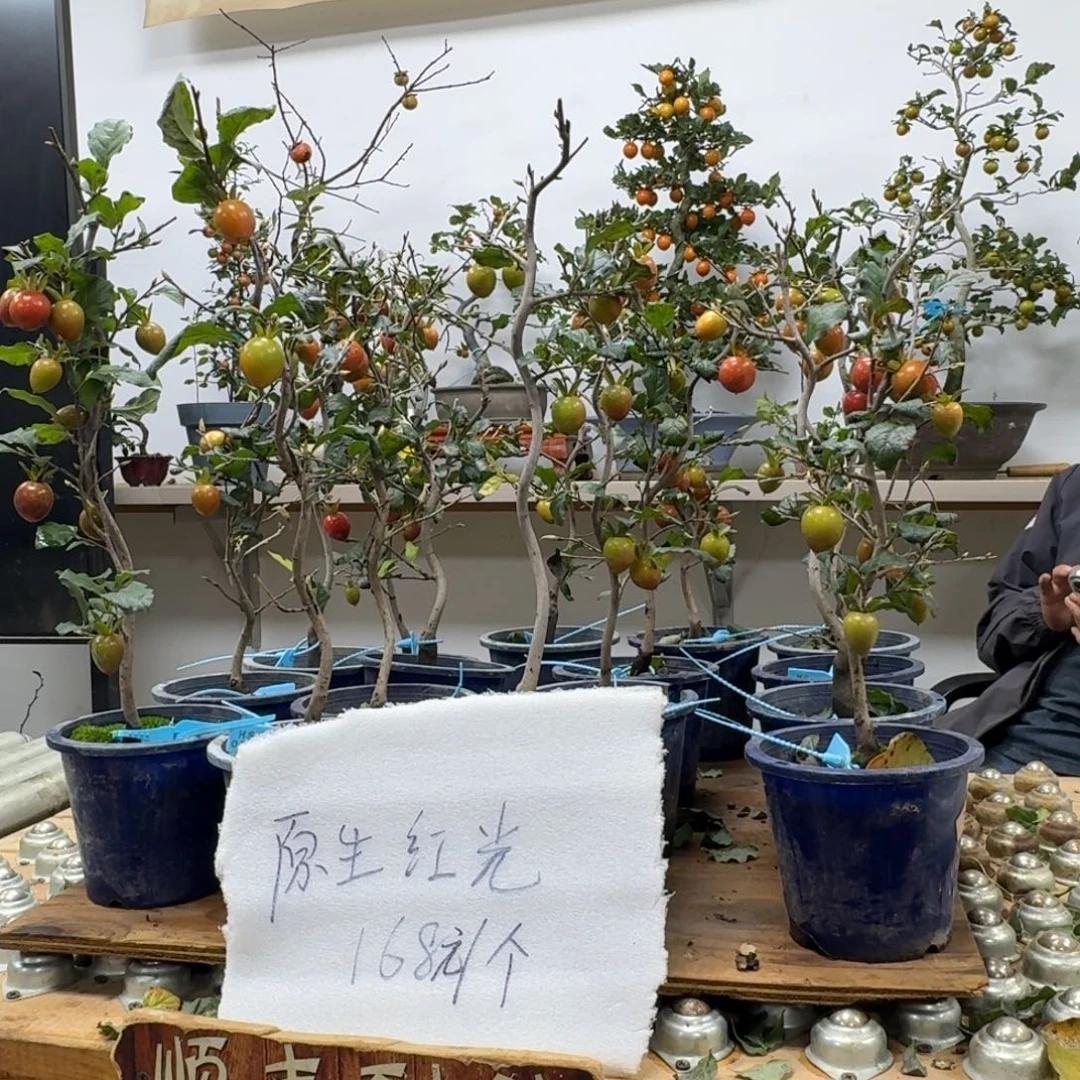 无花朵7.随机一个红光。顺丰到付不包邮