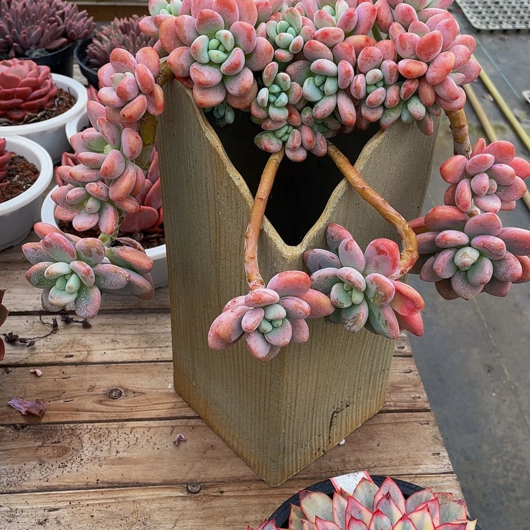 开***森红洛神多肉植物群