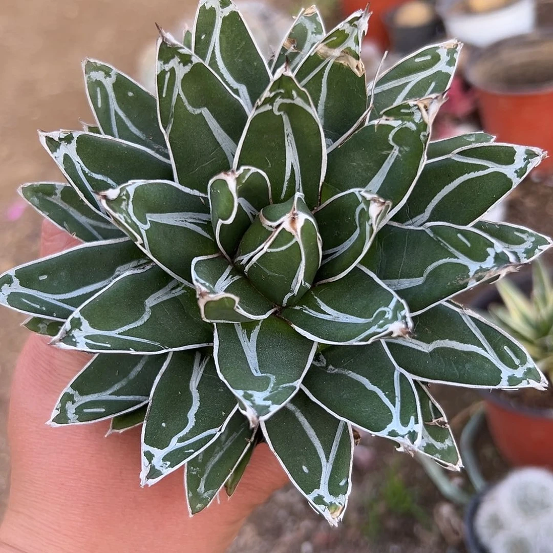 多肉植物屉之雪单头