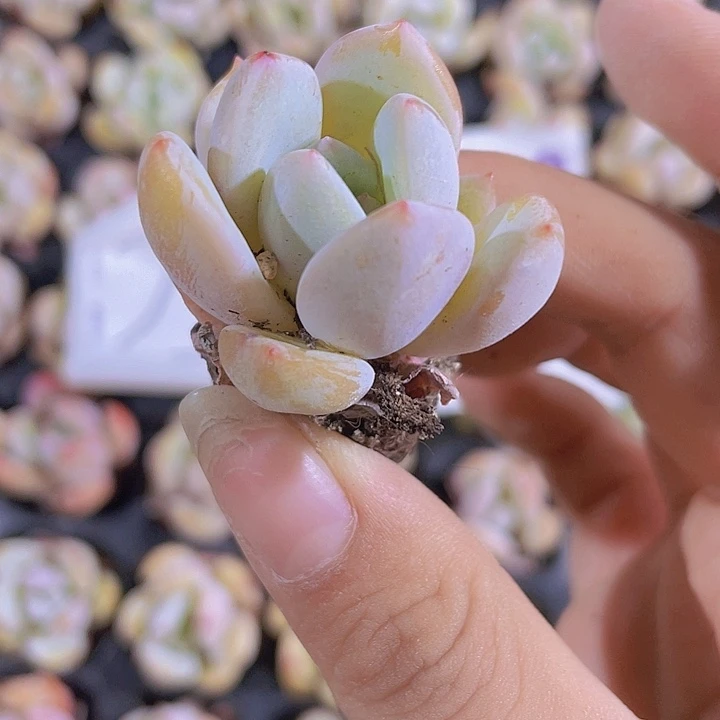 122精品香雪2米3颗