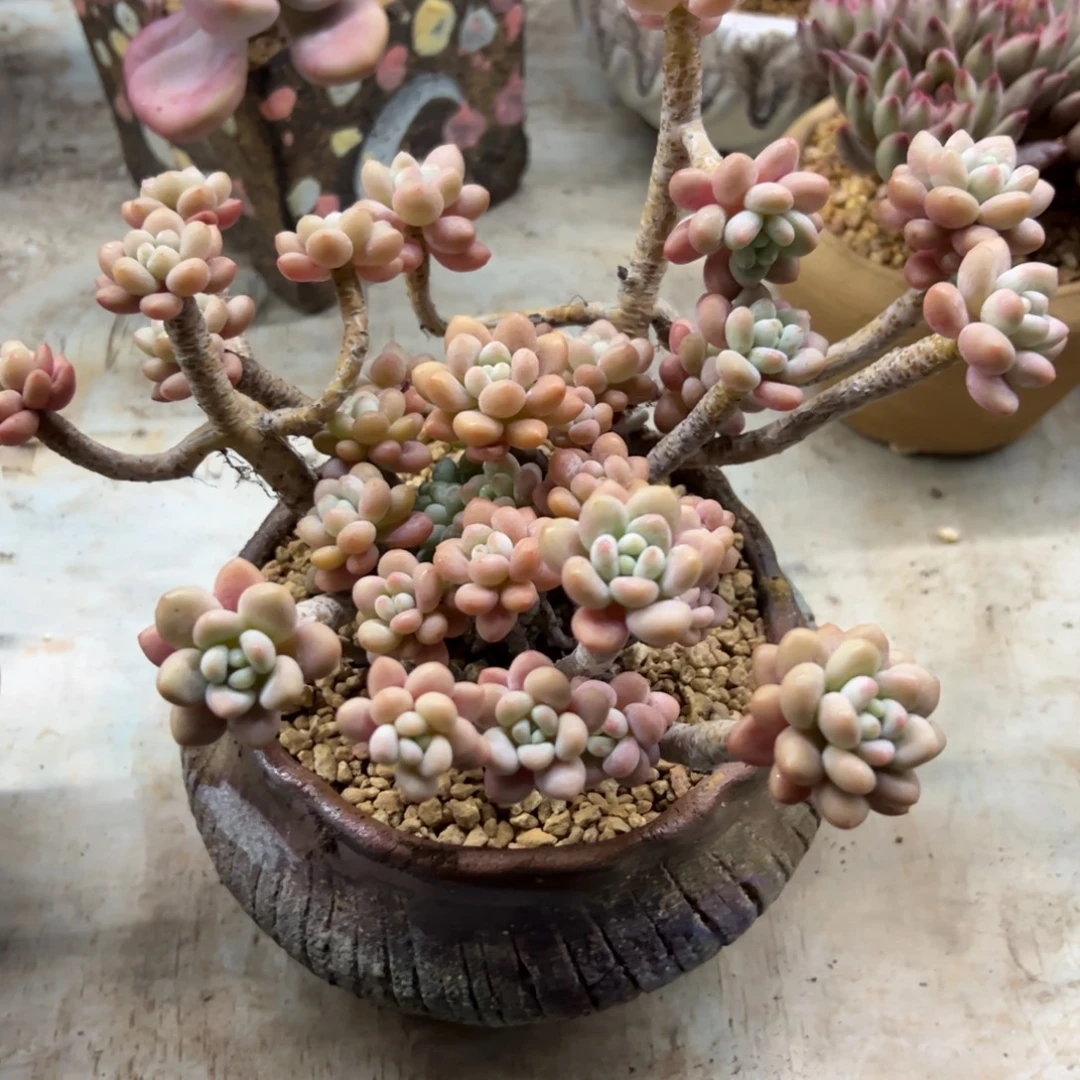 洛可可28 零零多肉植物