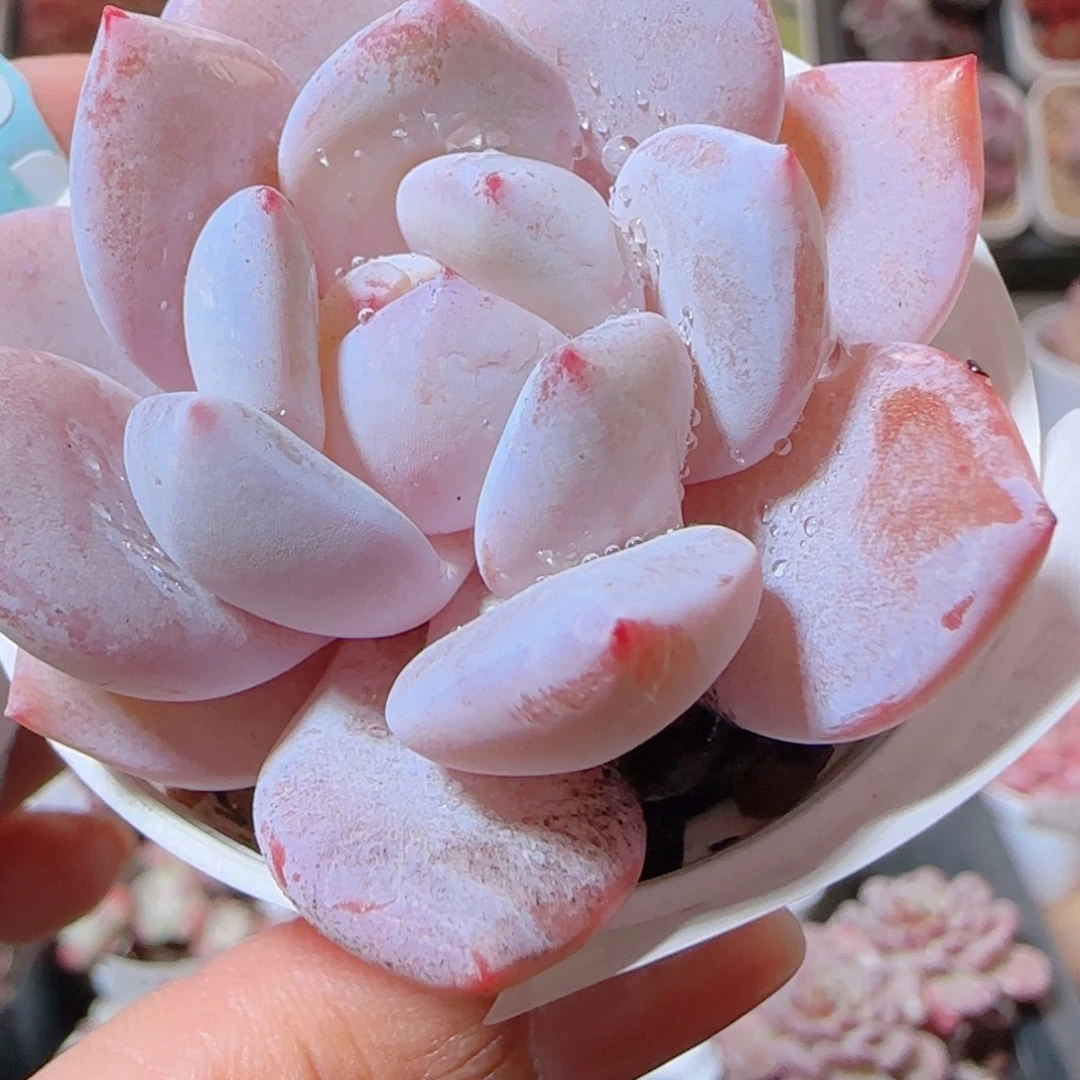 花语多肉1205-177成梦露