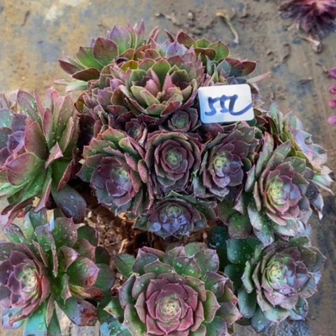 红心万圣节55多肉不包断