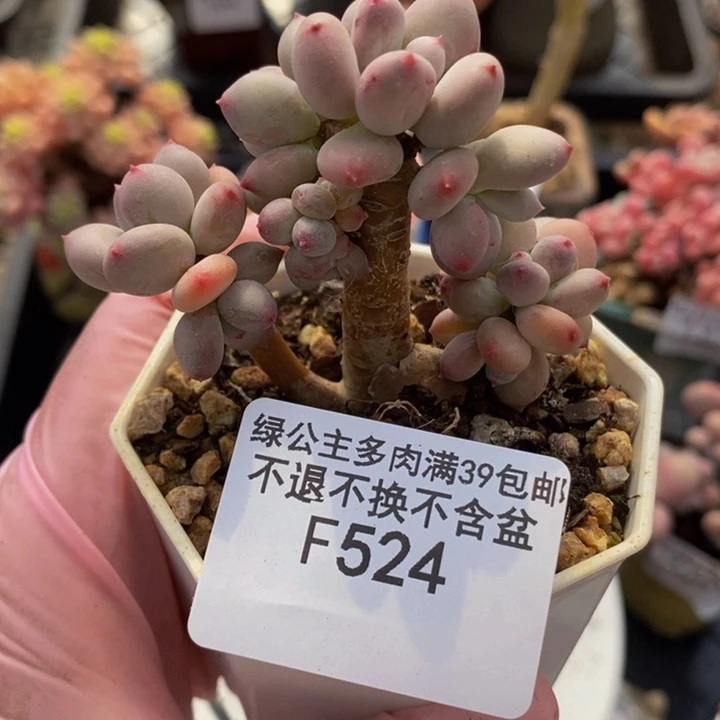 四代苹果奶7cm525多肉植物