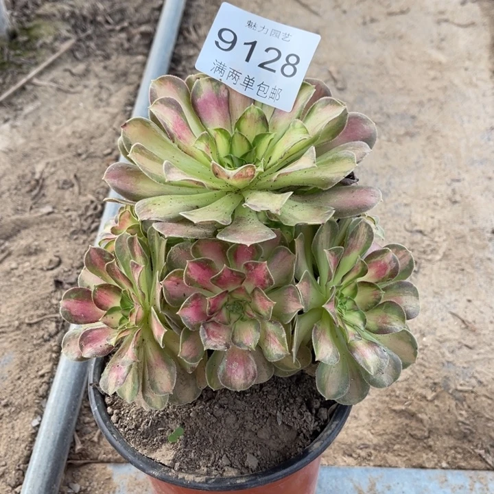 9128韶华的人多肉的