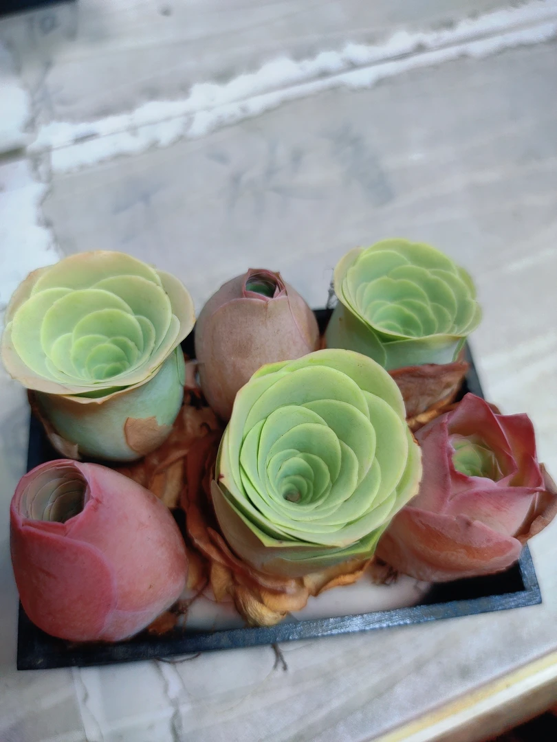 山地玫瑰6颗大优选玫瑰组合带木盒