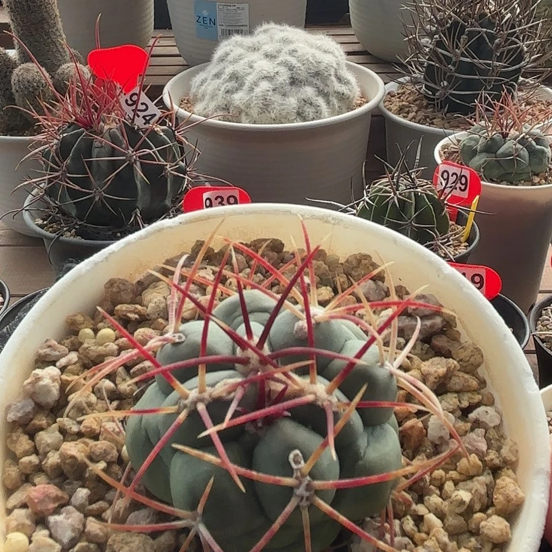 仙人球实生绯冠龙