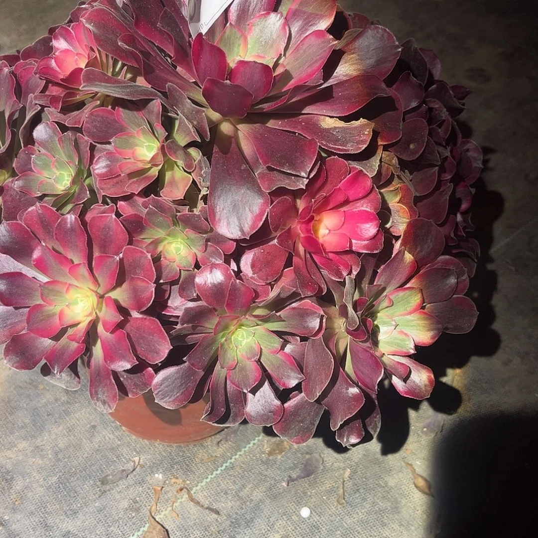 凤冠多肉法师041号法师