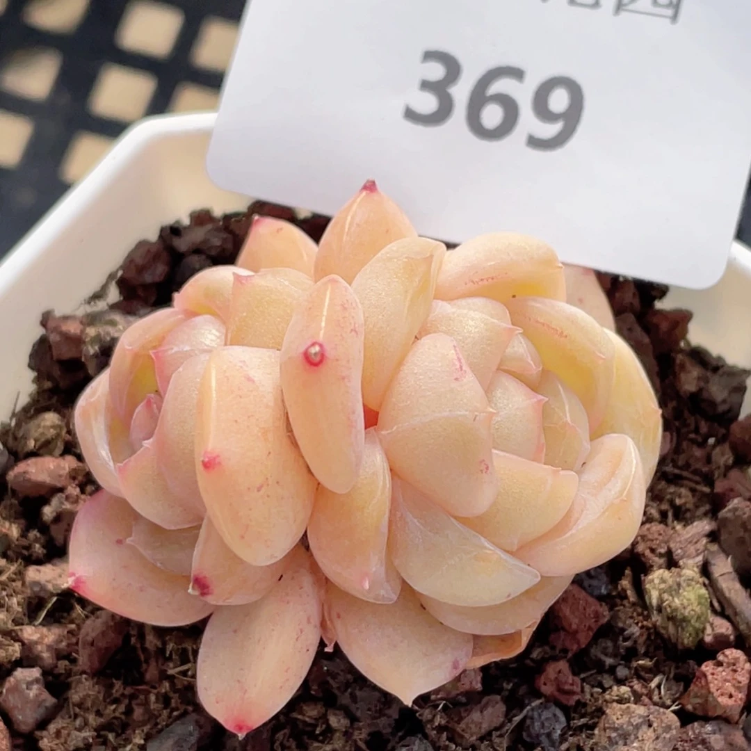 369号糖心冰心珍妮