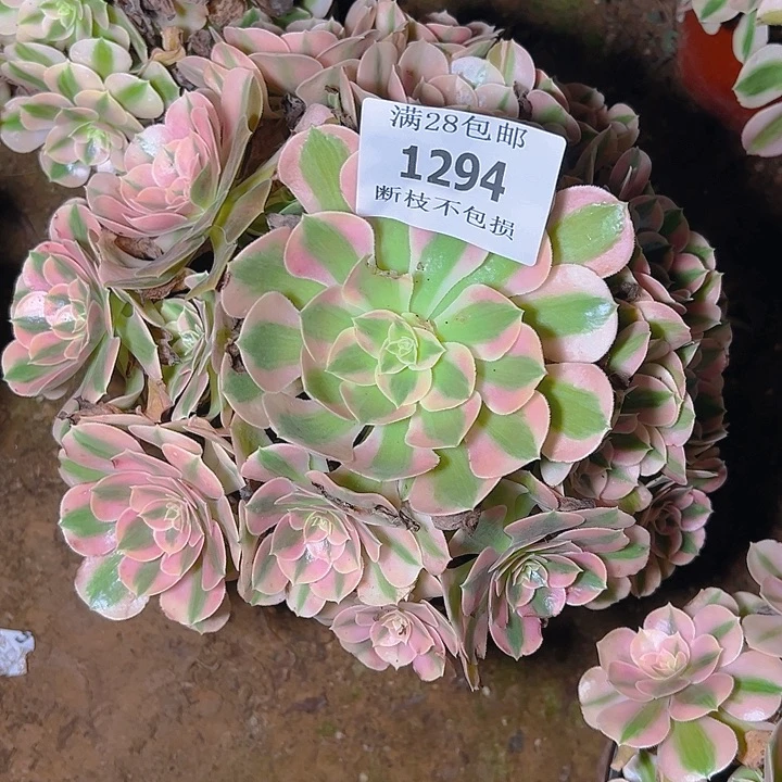 1294粉女巫多肉植物