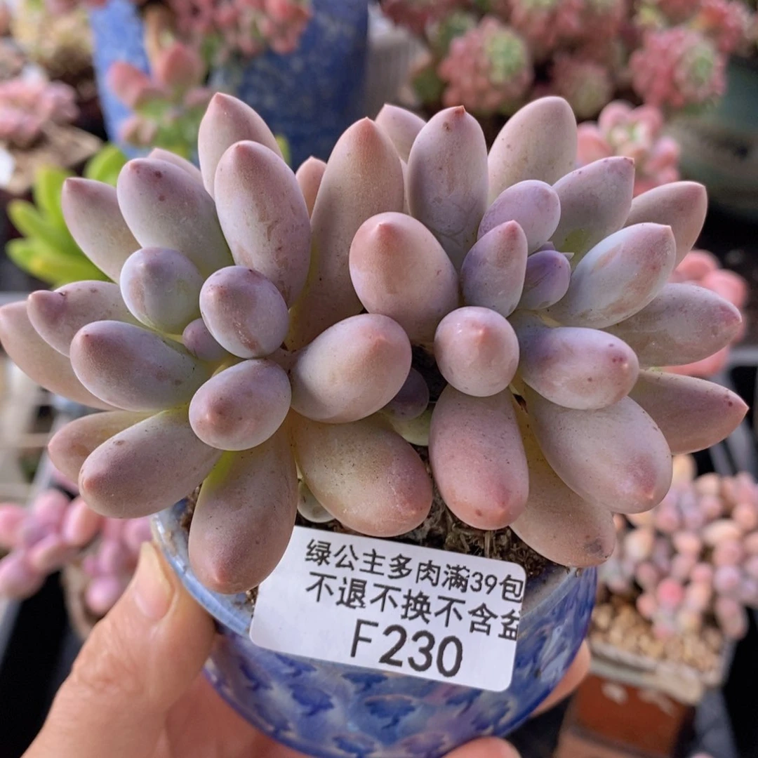 汤圆9cm230多肉植物