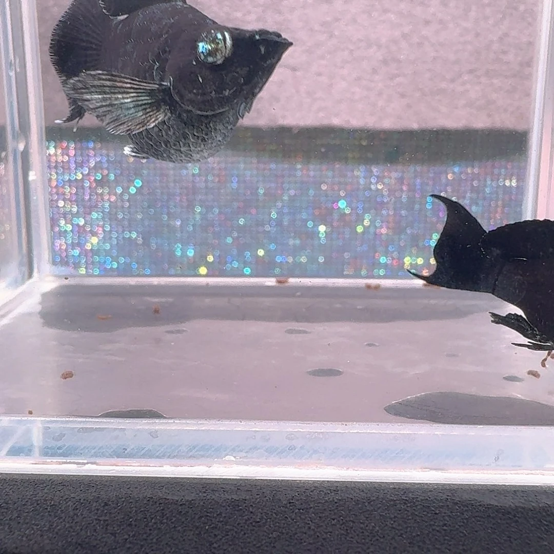 海水鱼燕尾电镀一对