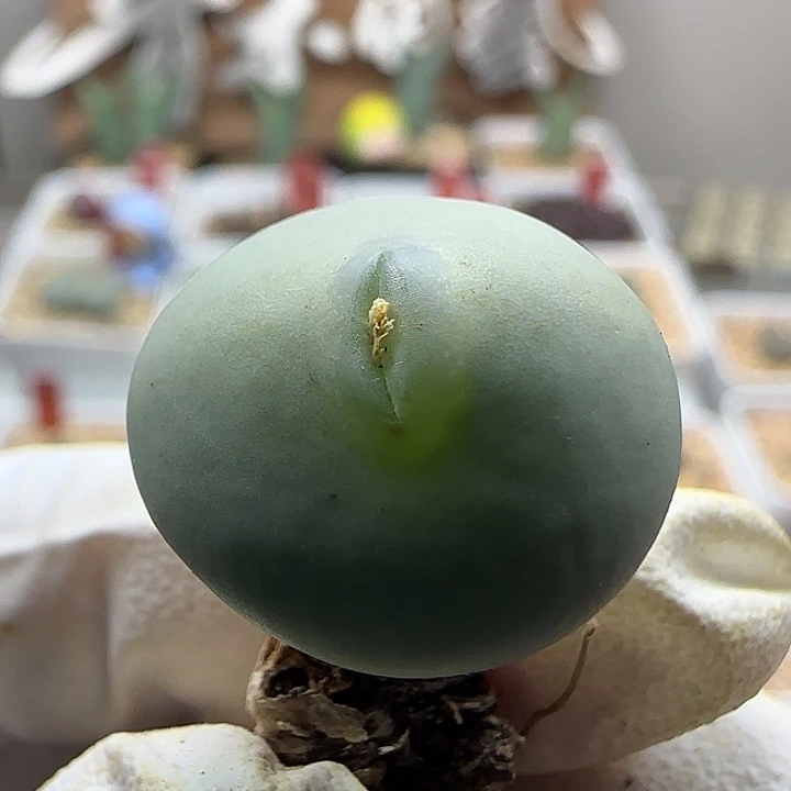 11-18-548当天满38包邮玻尿酸海豚嘴大G1.9cm