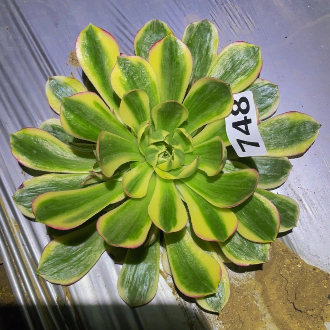 白雪公主多肉植物148