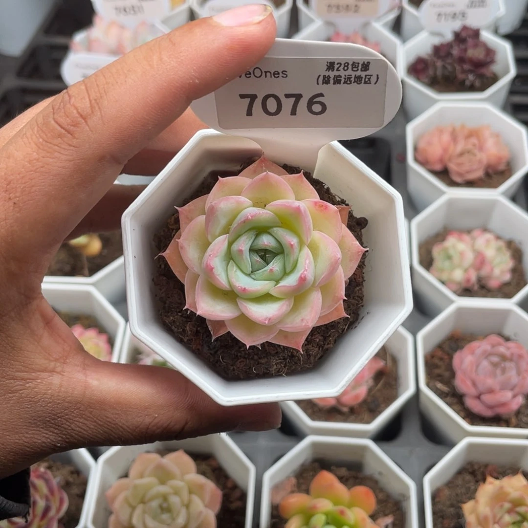 7076水晶玫瑰4.5厘米